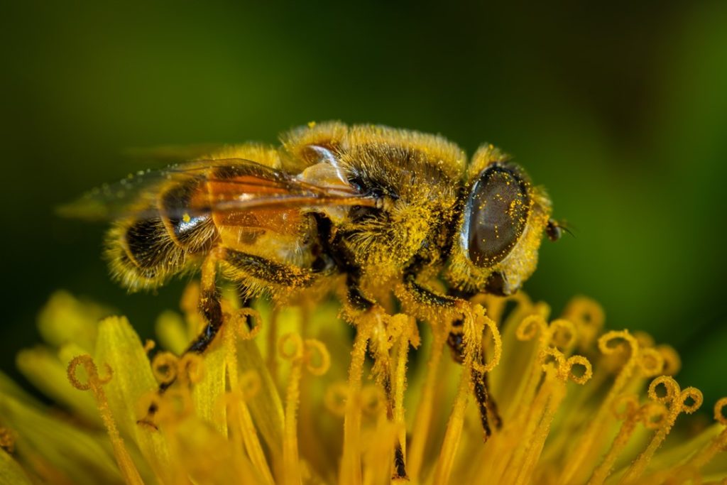 Produits de la ruche pollen