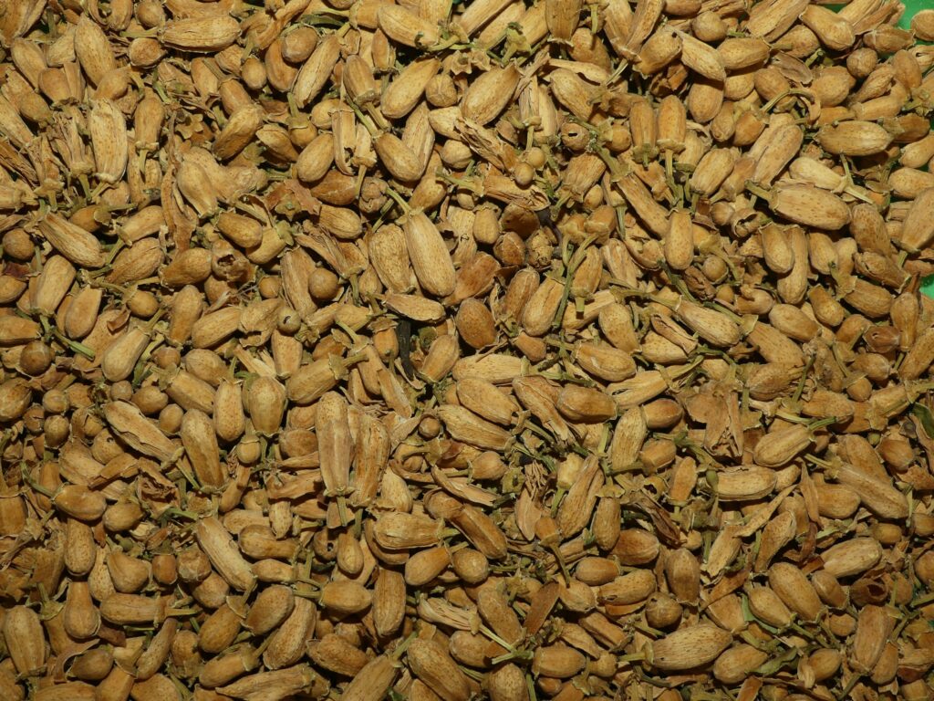 Oranger amer bouton 50 g tisane vrac Citrus aurantium infusion fleurs agrumes informations botaniques et conseils préparation
