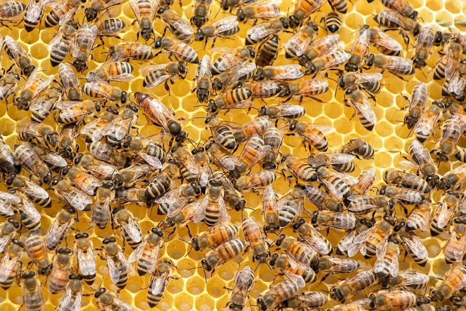 Recherche de la reine lors d'une visite de ruche en apiculture amateur