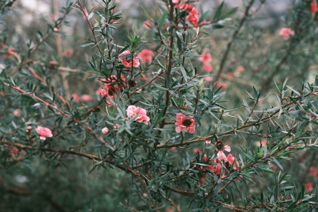 manuka tout savoir sur la plante