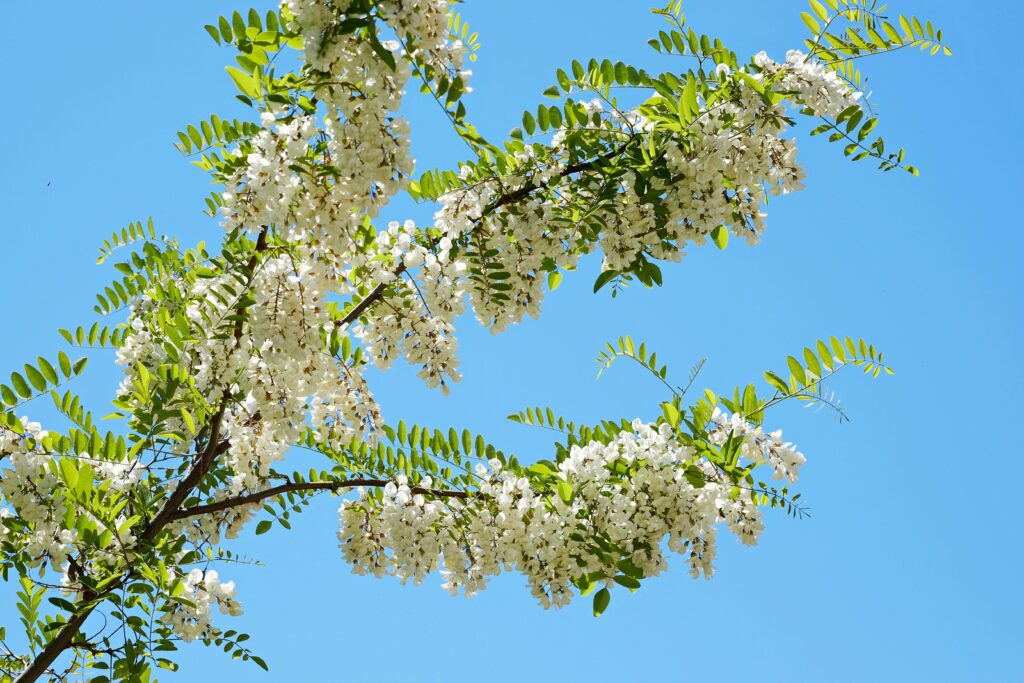 miel monofloral acacia