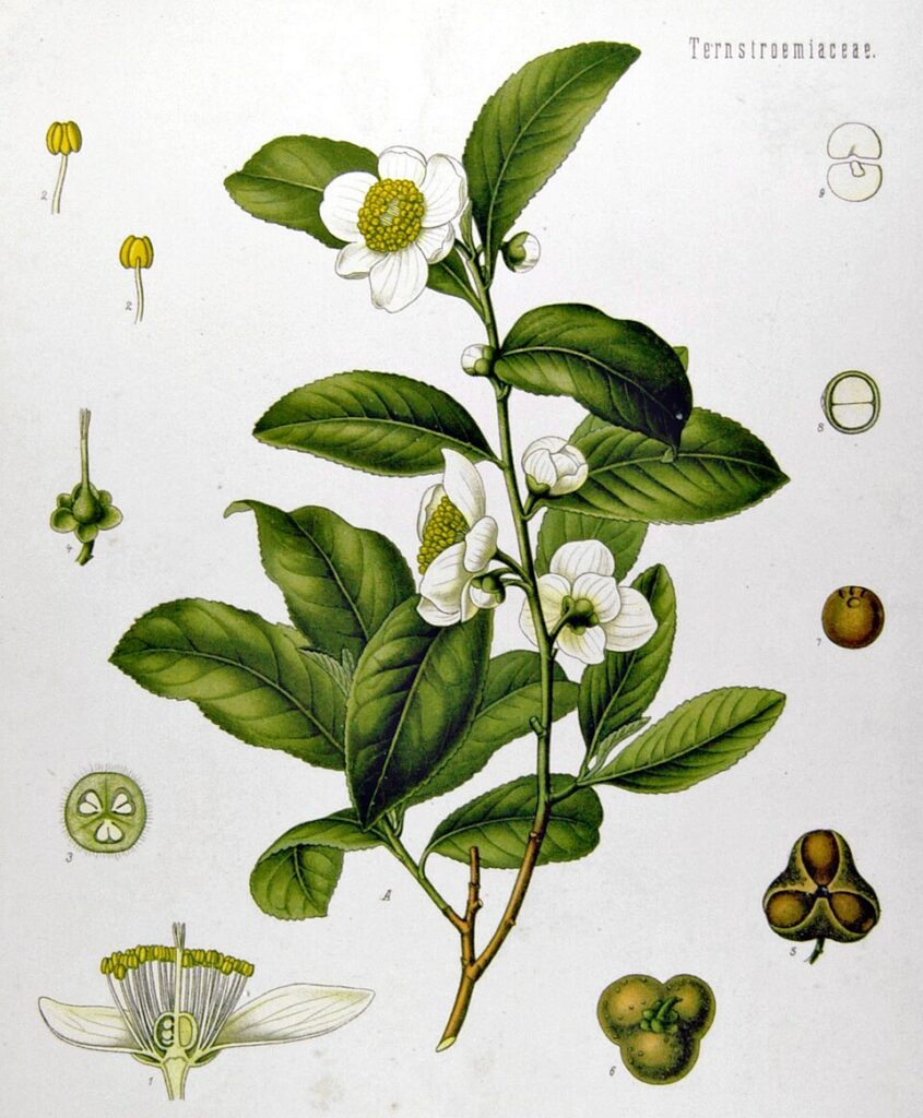 Fiche botanique Théier