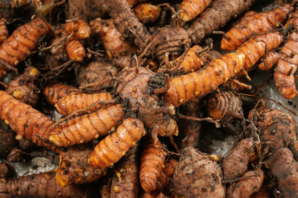 rhizome curcuma naturel