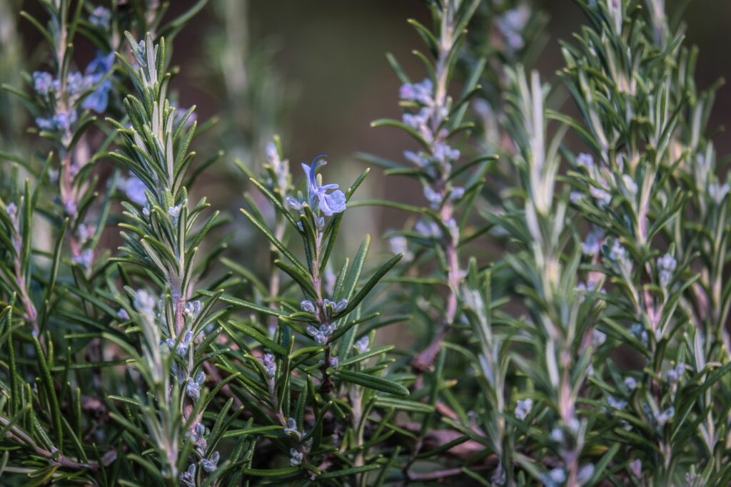 le romarin au jardin