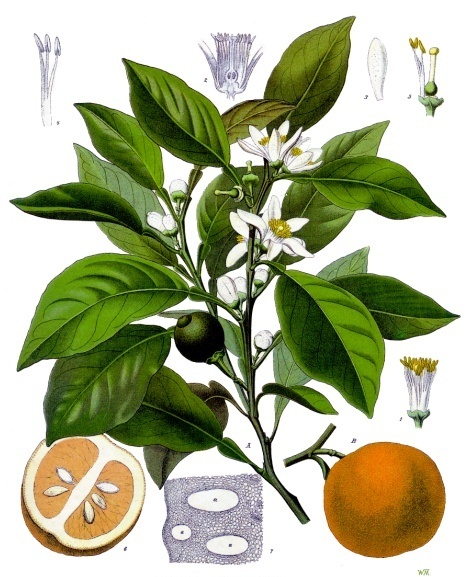 fiche botanique oranger bigaradier