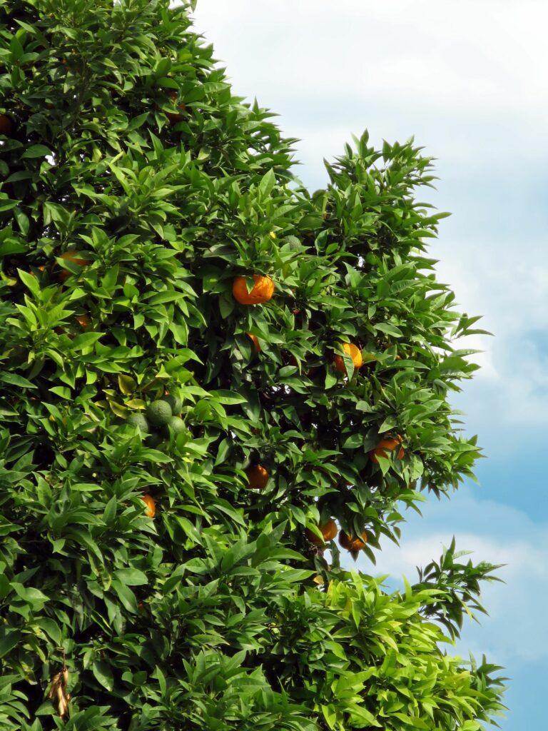 bigaradier ans son jardin