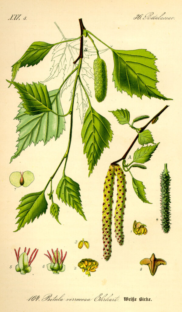 fiche botanique sève de bouleau