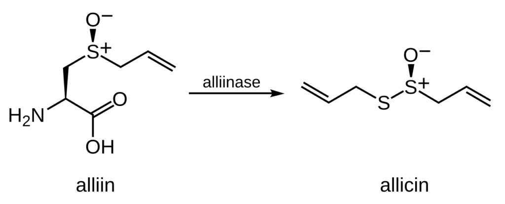alliin alliinase allicin