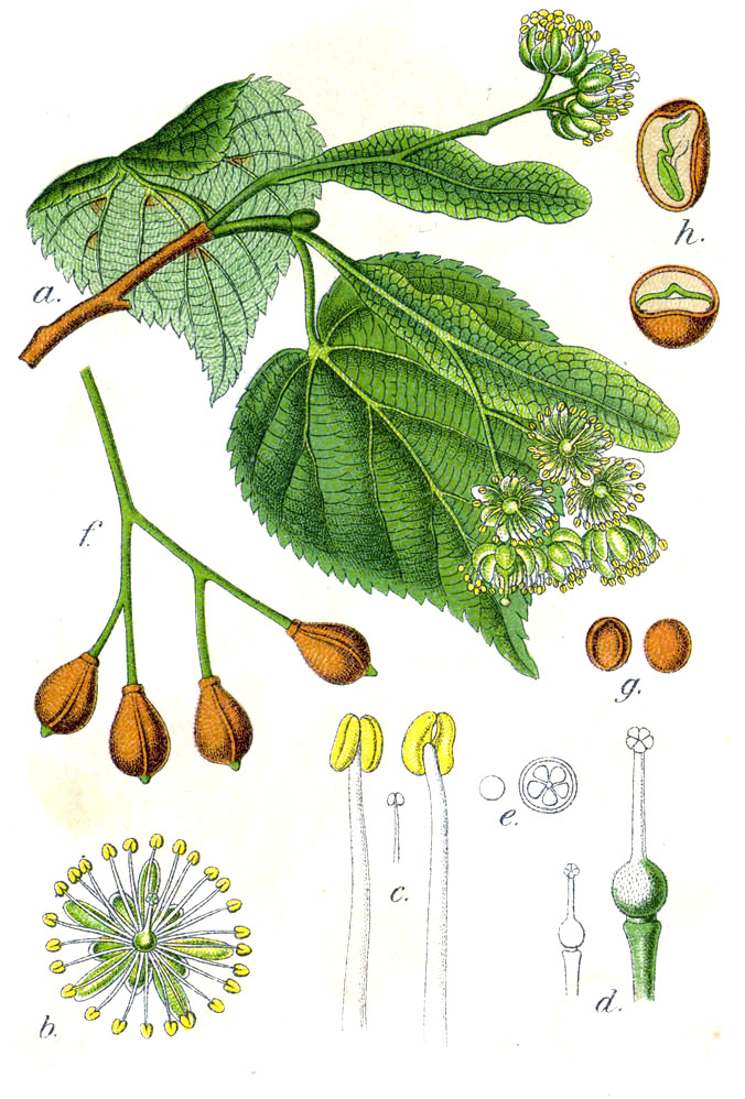 Tilleul à petites feuilles (Tilia cordata) fiche botanique
