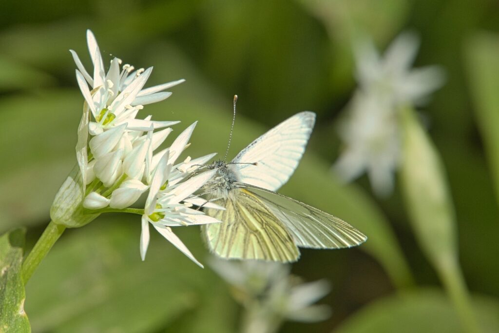 Fleurs Ail Blanc Herboristerie