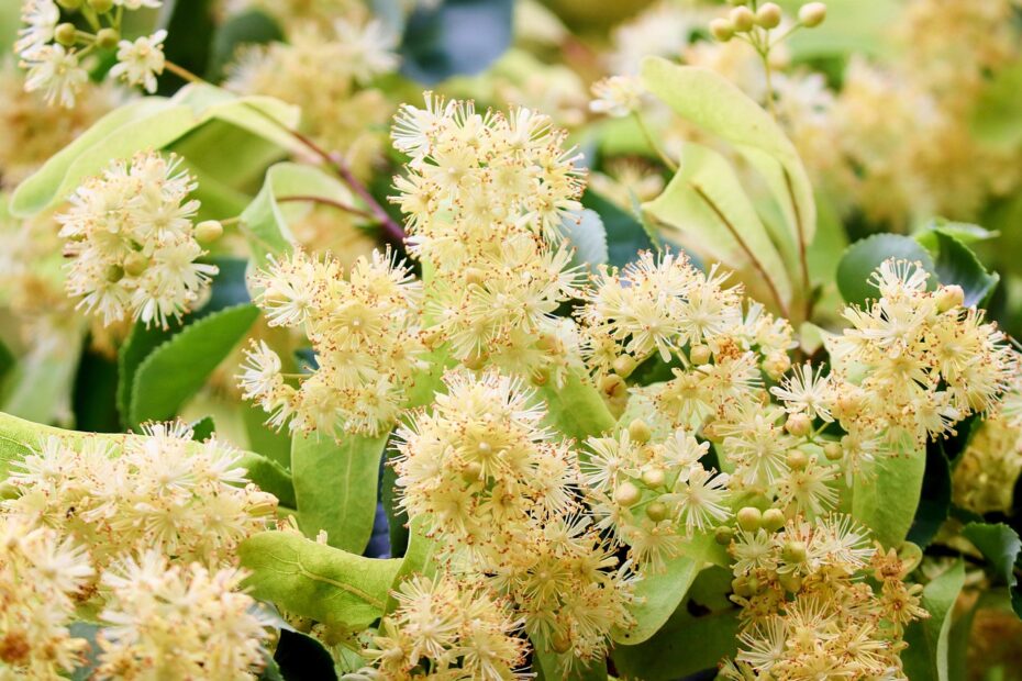 fleurs tilleul