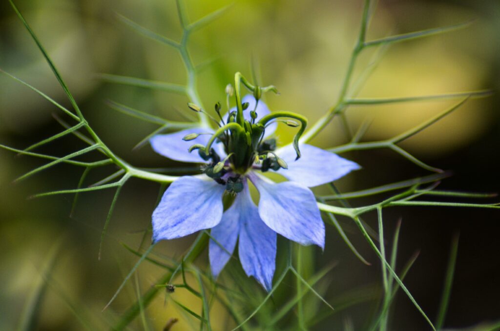 huiles nigelle cumin noir