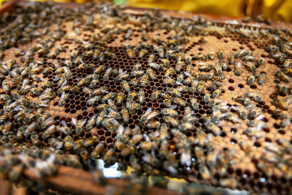 Propolis produit de la ruche