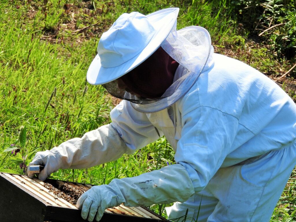 apiculture propolis