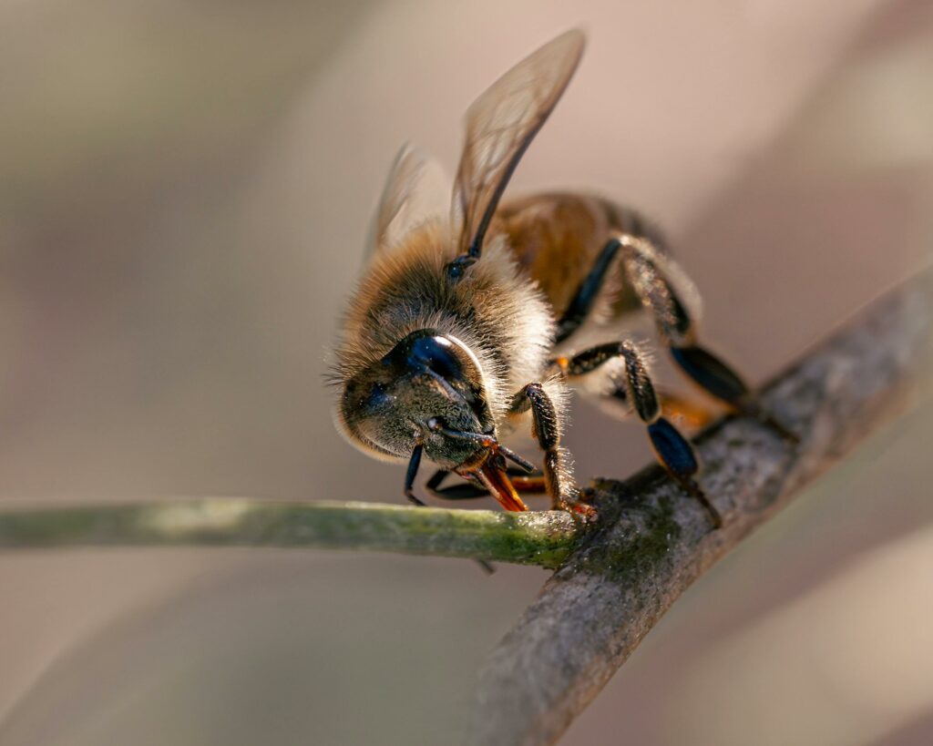 propolis bois et bourgeons
