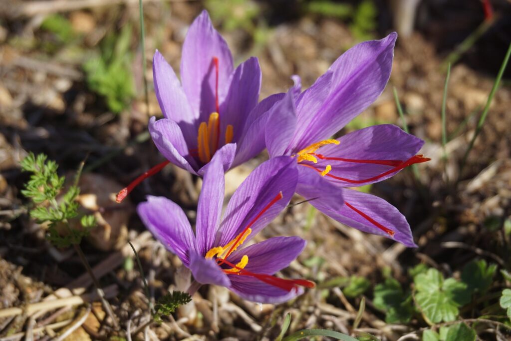 Safran Moral Stress crocus sativus naturel herboristerie naturaly