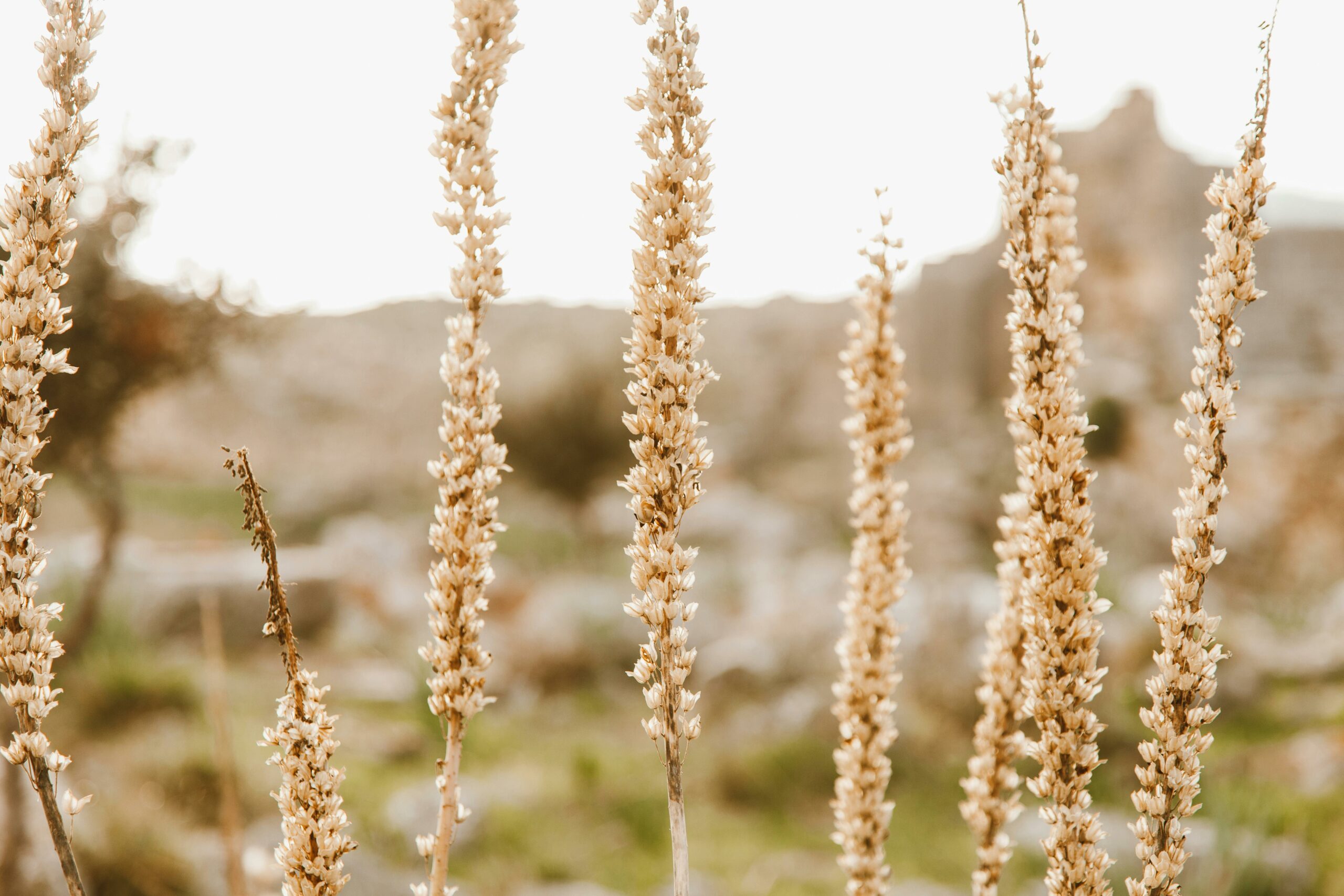 Psyllium blond Plantago ovata fibres solubles mucilage gel préparation verre eau digestion