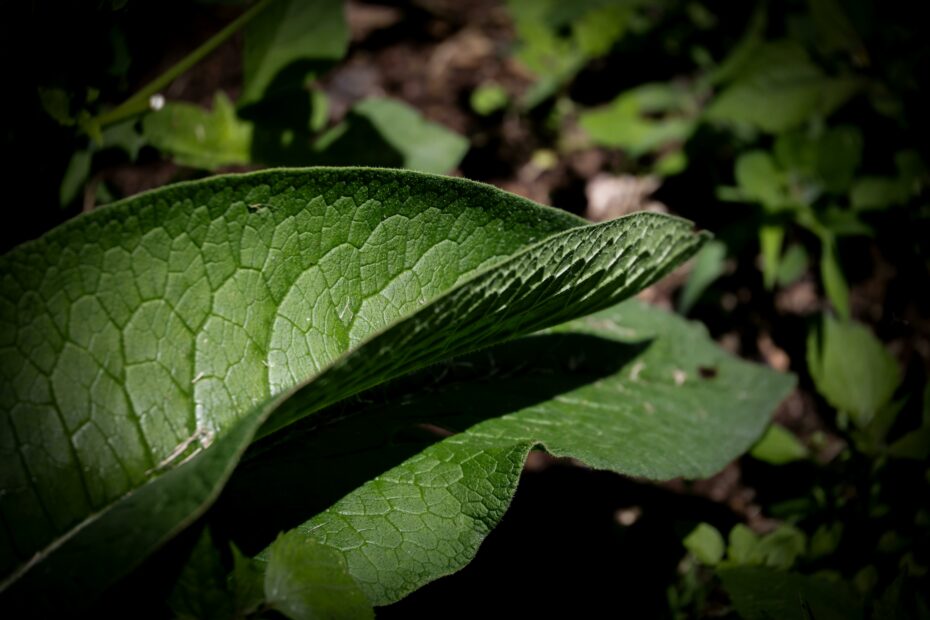 plantes de l'herboristerie des Flandres à découvrir