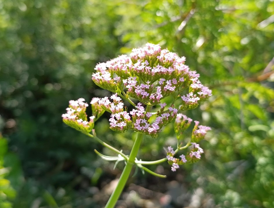 Fleur de valériane plantes de l'herboristerie des Flandres