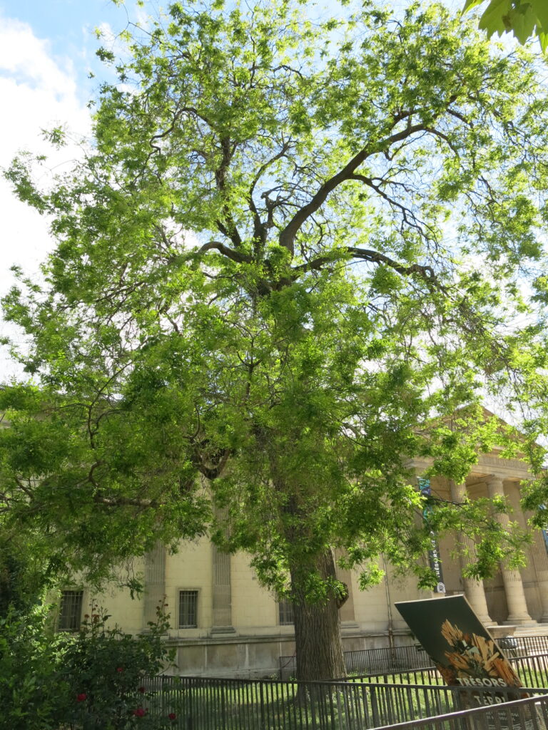 sophora japonica quercétine