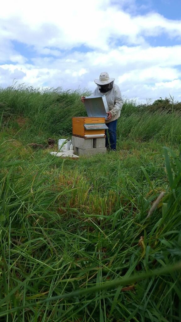Apiculture de plaisir Neuf-Berquin Flandres