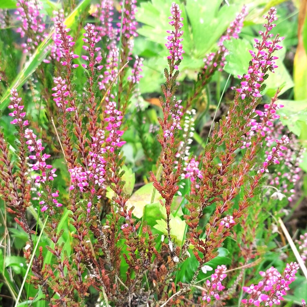 Bruyère en fleur neuf-berquin