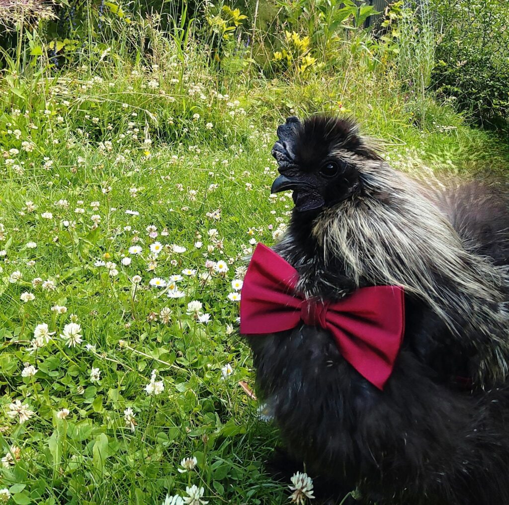 Coq soie Naturaly Bailleul