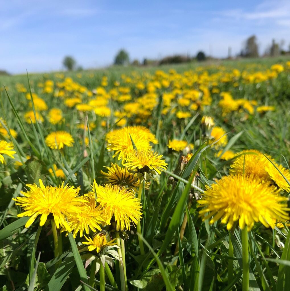 Pissenlit fleurs et feuilles neuf berquin Flandres