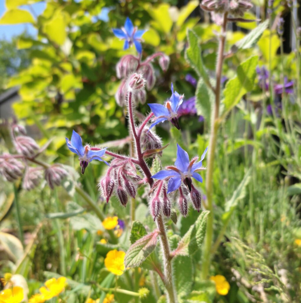 bourrache en fleurs bailleul