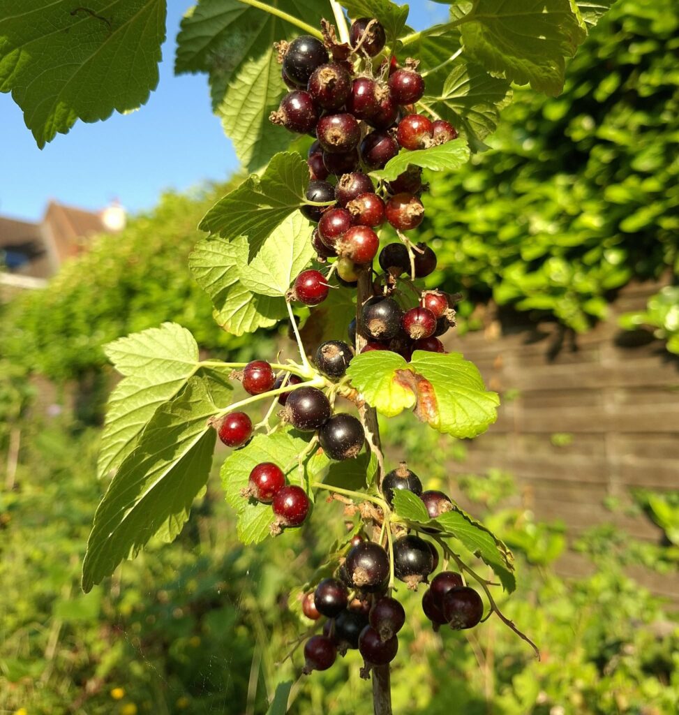 cassis ribes nigrum vieux berquin
