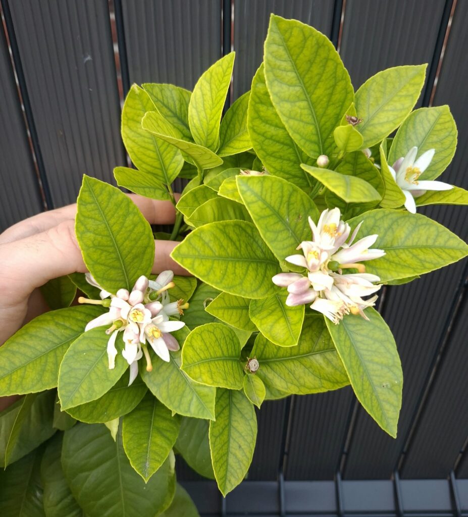 citronnier en fleurs neuf berquin