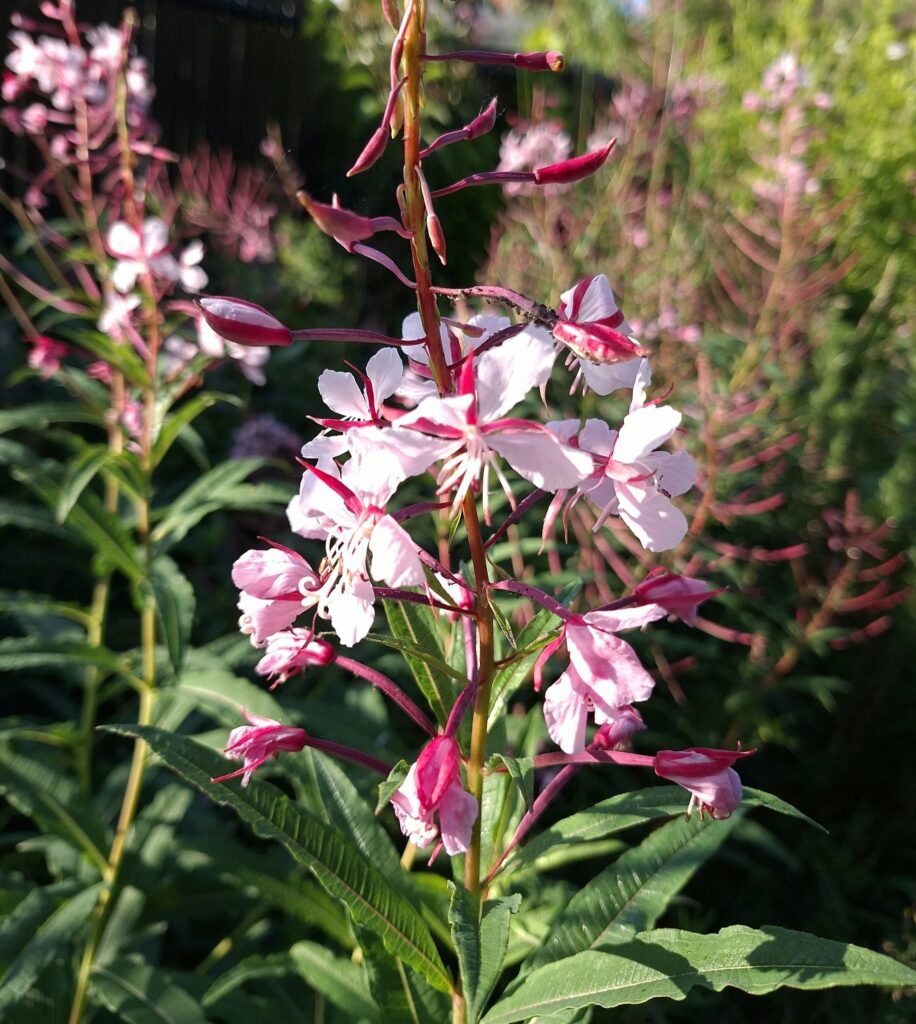 épilobe augustifolium naturaly