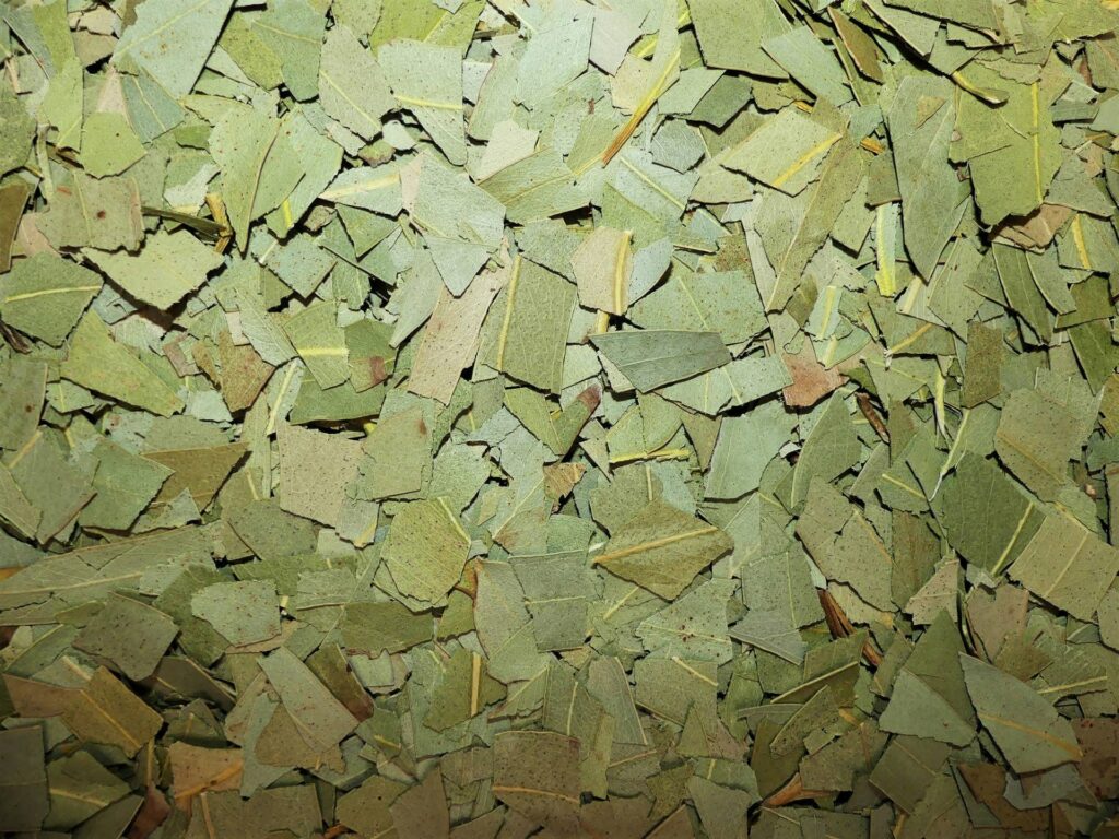 eucalyptus feuilles naturaly bailleul
