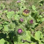 Tout savoir sur la bardane, de la récolte à la tisane