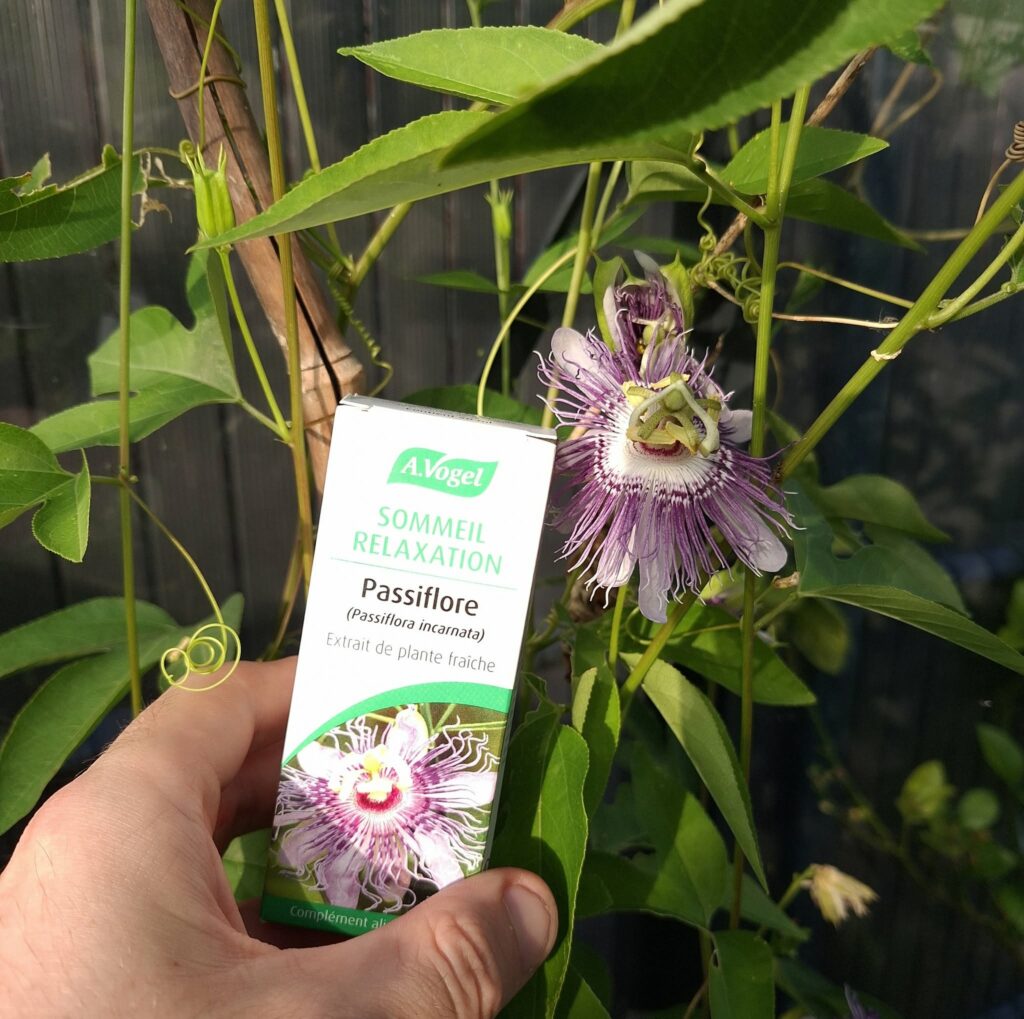 passiflore officinale naturaly vieux berquin