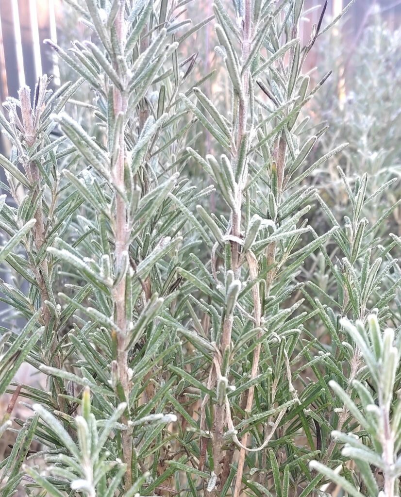 romarin feuille cassel