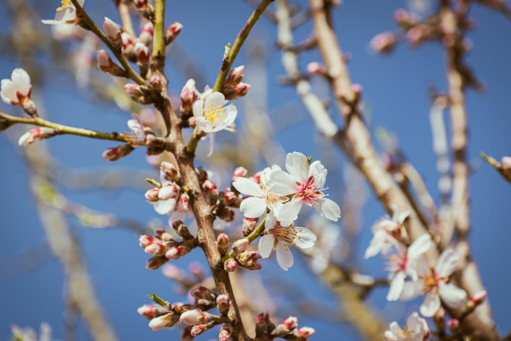 floraison de l'amandier