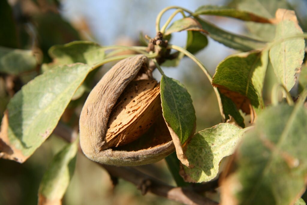 fruit de l'amandier