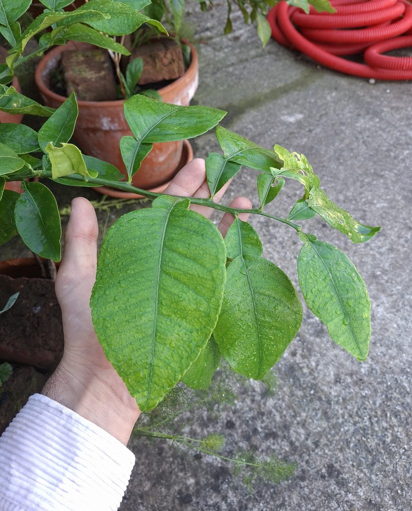 feuilles de pamplemousse pomélo neuf berquin