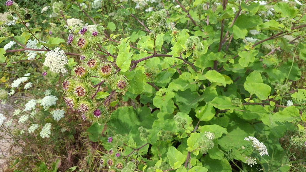 plante et fleurs de bardane grande neuf berquin