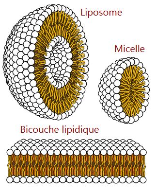 Schéma d’un liposome et de sa bicouche lipidique – vitamine C liposomale