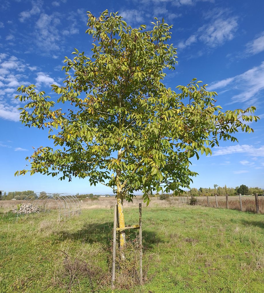 Noyer commun Juglans regia cultivé dans un jardin des Flandres