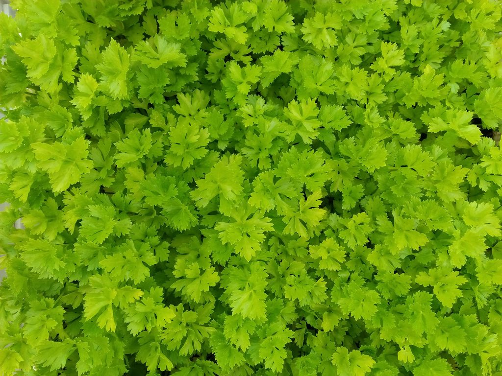 Persil frais parmi les aliments riches en vitamine C