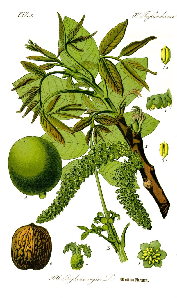 Planche botanique Noyer juglans regia
