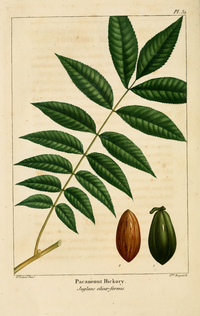 Une planche de The North American sylva illustrant le feuillage et le fruit du pacanier.